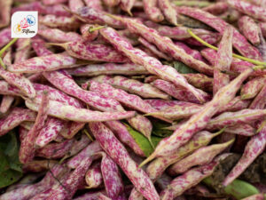 Dragon Tongue Bean