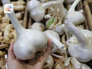 Elephant Garlic