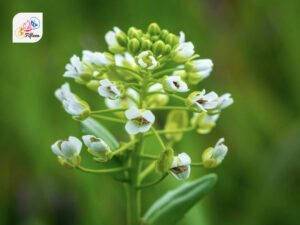 Field Pennycress