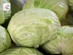 Flat Cabbage