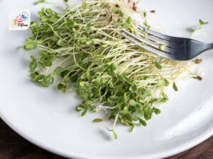 Flax Microgreens