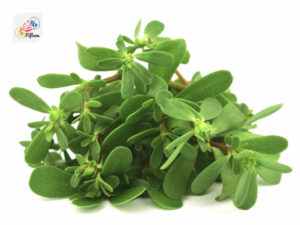 French Purslane