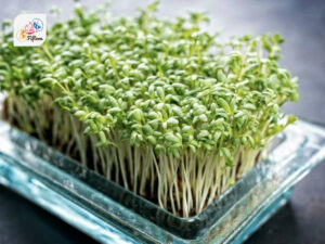 Garden Cress