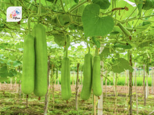 Gourds