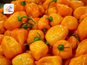 Habanero Peppers