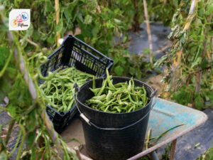 Haricot Vert