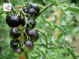 Indigo Rose Tomato