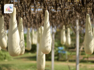 Ivory Gourd