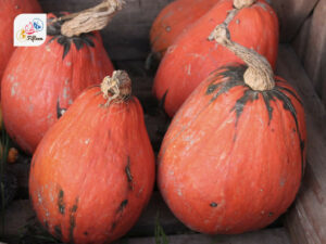 Lakota Squash