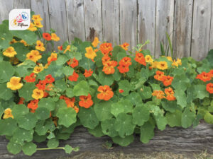 Nasturtium