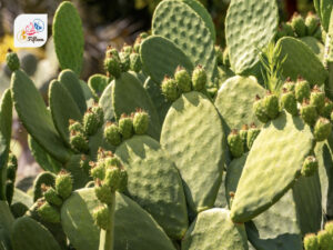 Nopal