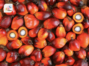 Oil Palm