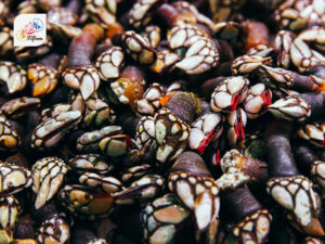 Percebes