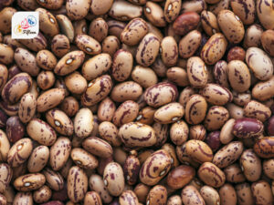 Pinto Beans