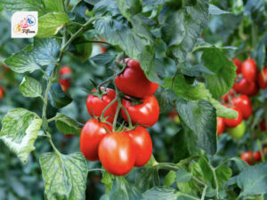 Plum Tomatoes