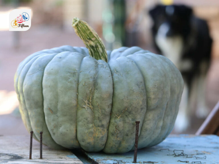 Queensland Blue Squash