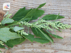 Quinoa Leaves