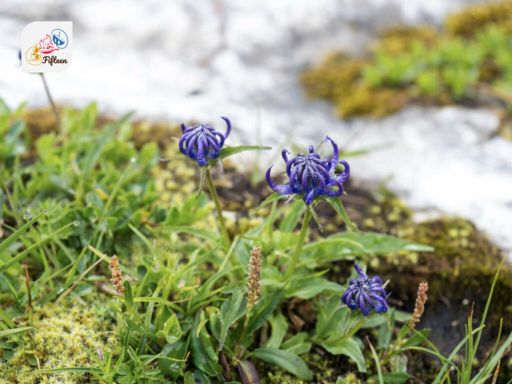 13 Green and Root Vegetables That Start With R