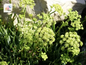 Rock Samphire