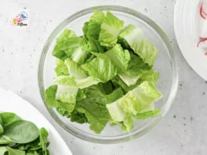 Romaine Lettuce