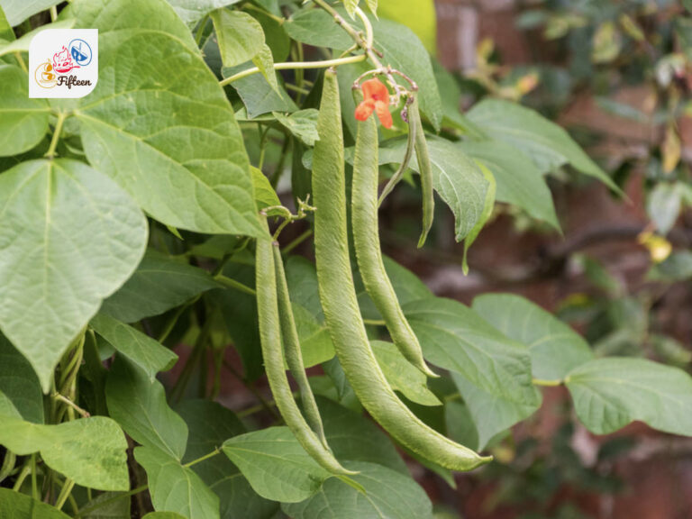 Runner Bean