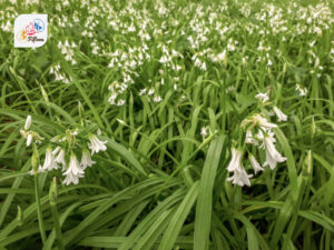 Three Cornered Leek