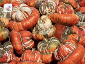 Turban Squash