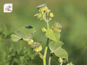 Velvetleaf