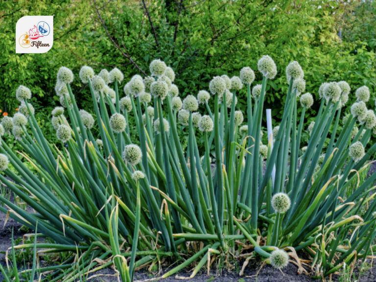 Welsh Onion