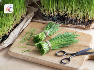 Wheatgrass