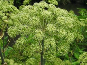 Wild Celery