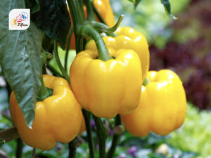 Yellow Bell Pepper