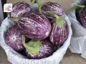 Zebra Eggplant