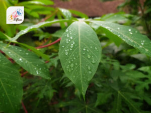 Cassava Leaves