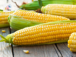 Corn