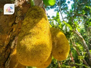 Jackfruit