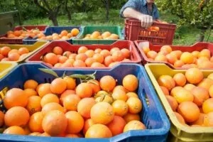 Arancia Rossa di Sicilia