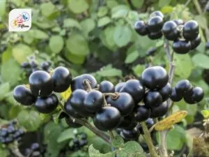 African Nightshade