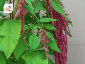 Amaranth