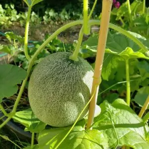 Ambrosia Melon