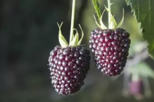 Andean Blackberry