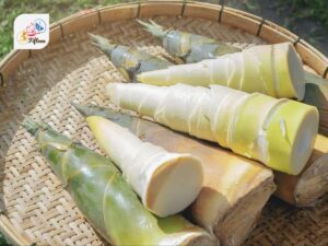 Bamboo Shoot