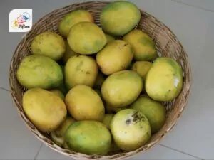 African Wild Mango