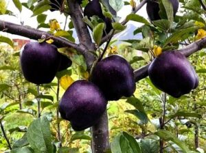 Black Diamond Apple