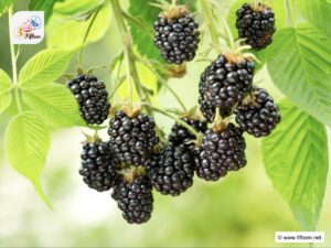 Black Fruits