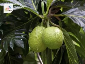 African Breadfruit