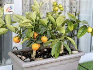 Calamondin