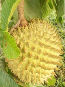 Annona Purpurea