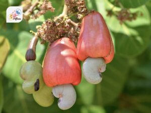 Cashew Apple