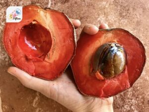 Mamey Sapote